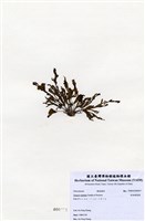 藏品(有柄褐扇藻)的圖片